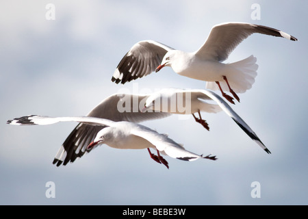 Les mouettes en vol Banque D'Images