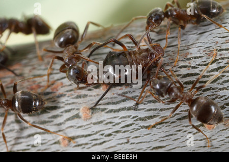 Jardin noir fourmis (Lasius niger) traire les pucerons sur un chêne (Lachnus roboris) Banque D'Images
