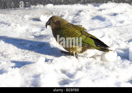 Kea, Nouvelle-Zélande (Nestor notabilis perroquet alpin), Arthurs Pass Road, West Coast, South Island, New Zealand Banque D'Images