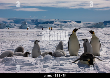 Manchots empereurs adultes avec un groupe d'oiseaux bébé manger la neige et regarder partir au tourisme par distance, glacier Antarctique Snow Hill Banque D'Images