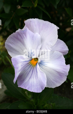 Pansy couleur délicatement pris à Hermanus, Western Cape, Afrique du Sud Banque D'Images