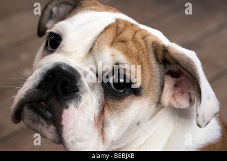 British Bull Dog puppy Banque D'Images