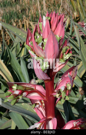 L'Aloès en fleurs prises dans la province de Mpumalanga, Afrique du Sud Banque D'Images