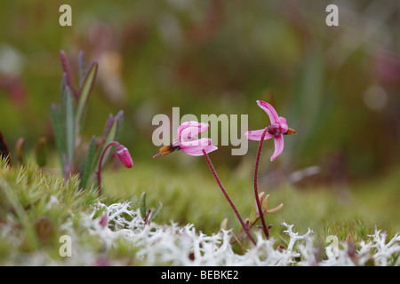 La canneberge, Vaccinium oxycoccus, fleurs Banque D'Images