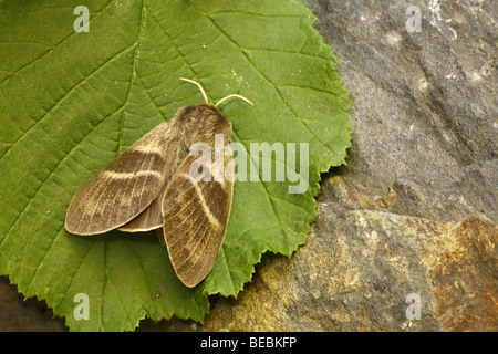 Femme Fox Moth, Macrothylacia rubi Banque D'Images