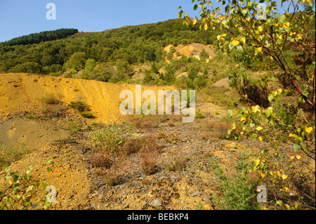 De couleur ocre jaune des déchets toxiques de butin des mines de plomb zinc vieux lentement repris par la végétation et les plantes Mid Wales UK Banque D'Images