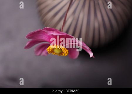 Belle anémone rose dans un vase,profondeur de champ Banque D'Images