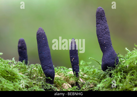 Noirou ; Xylaria polymorpha champignon ; Banque D'Images