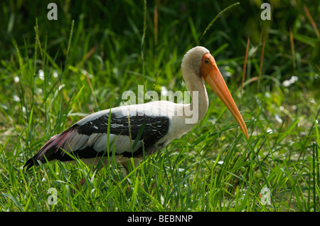 Painted stork (Mysteria leucocephala) Sri Lanka Banque D'Images