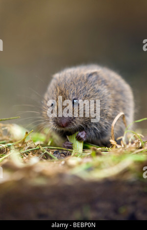 Campagnol des champs Microtus agrestis, mange de l'herbe ; Banque D'Images