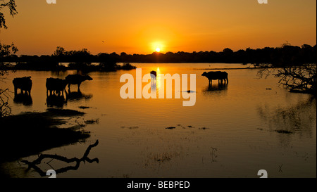 Lever du soleil dans le parc national de Yala au Sri Lanka Banque D'Images