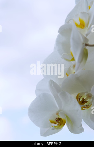 Les orchidées blanches sur fond bleu ciel avec des nuages Banque D'Images