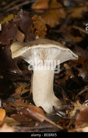 Lait visqueux (Lactarius blennius) Banque D'Images