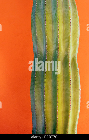 Close-up d'un cactus Banque D'Images