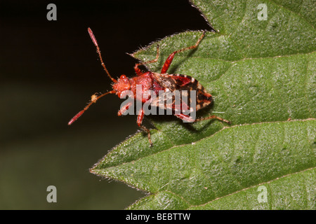 Matricaire inodore (Rhopalus subrufus plant bug : Rhopalidae), Royaume-Uni. Banque D'Images