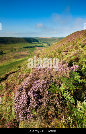 Trou de Horcum, Levisham Moor près de Pickering, North York Moors National Park Banque D'Images