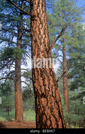 Bosquet de pins ponderosa mature, matin brumeux, près de Sandy's Canyon, Coconino National Forest, Flagstaff, Arizona Banque D'Images