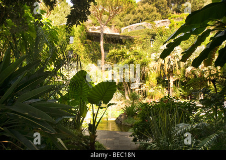 Les Jardins De La Mortella, créé sur l'île de Ischia du compositeur anglais Sir William et Lady Walton Banque D'Images