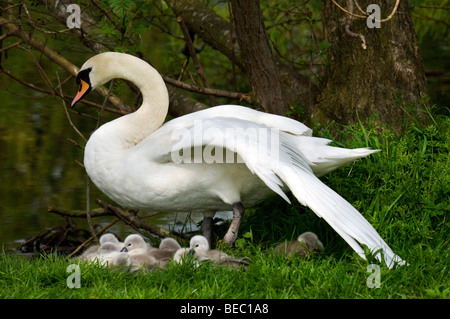 Swan avec de jeunes logo sur Hammond's Pond situé au sud de la ville de Carlisle, Cumbria UK Banque D'Images