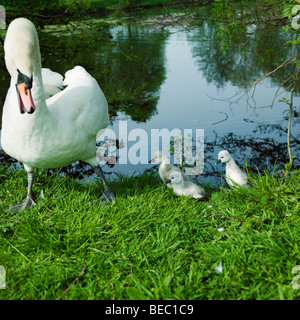 Swan avec de jeunes logo sur Hammond's Pond situé au sud de la ville de Carlisle, Cumbria UK Banque D'Images