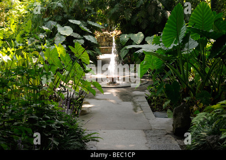 Les Jardins De La Mortella, créé sur l'île de Ischia du compositeur anglais Sir William et Lady Walton Banque D'Images