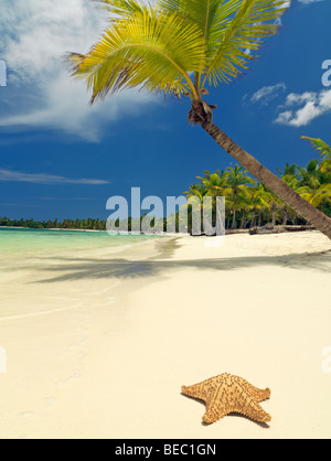 République dominicaine Punta Cana Bavaro Beach palmiers sur une plage de sable blanc face à la mer avec les étoiles de mer Banque D'Images