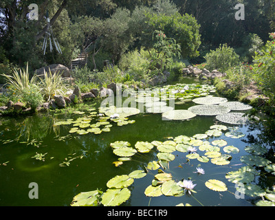 Les Jardins De La Mortella, créé sur l'île de Ischia du compositeur anglais Sir William et Lady Walton Banque D'Images