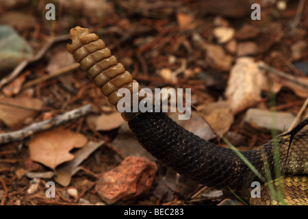 Black-tailed Hochet crotale (Crotalus molossus) - Montagnes Chiricahua -Arizona Banque D'Images