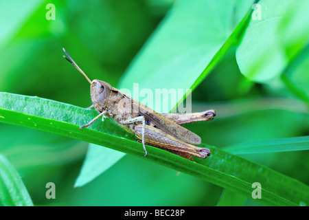 Champ commun chez les hommes adultes (sauterelle Chorthippus brunneus) sur un brin d'herbe Banque D'Images