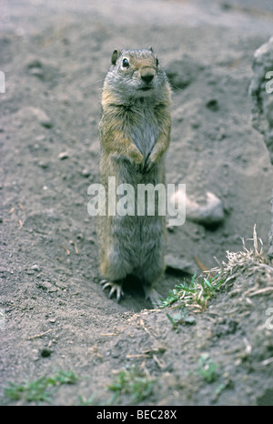 L'écureuil d'Uinta (Urocitellus armatus), anciennement (Citellus armatus), près de son terrier, Wyoming, États-Unis. Banque D'Images