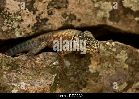 L'achillée (Sceloporus jarrovii lézard épineux) - Arizona - USA - aussi appelé lézard épineux de montagne Banque D'Images