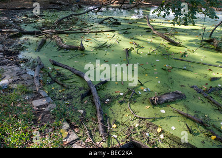 Les algues, les feuilles mortes, les brindilles et les branches dans l'eau stagnante au cours d'un automne pluvieux dans la région de Prospect Park, Brooklyn, New York. Banque D'Images