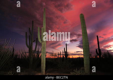 Cactus Saguaro (Carnegiea gigantea) tour sur Saguaro National Park à l'Ouest dans le désert de Sonora à Tucson, Arizona, USA. Banque D'Images