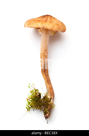 Champignons de la forêt. Isolé sur blanc. Banque D'Images