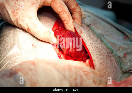 Lobe du foie biopsie dans un chien Banque D'Images