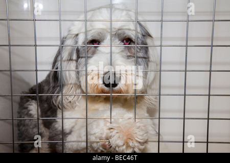 Old English Sheepdog en chenil à une clinique vétérinaire Banque D'Images