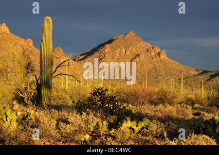 Cactus Saguaro (Carnegiea gigantea) stand de Tucson Mountain Park dans le désert de Sonora à Tucson, Arizona, USA. Banque D'Images