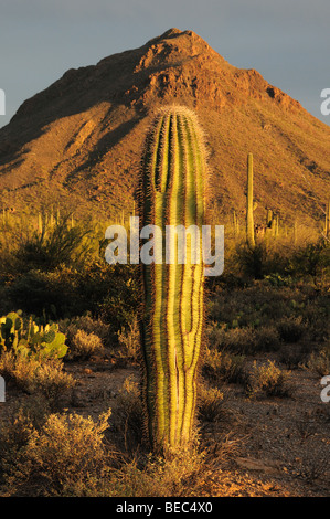 Cactus Saguaro (Carnegiea gigantea) stand de Tucson Mountain Park dans le désert de Sonora à Tucson, Arizona, USA. Banque D'Images