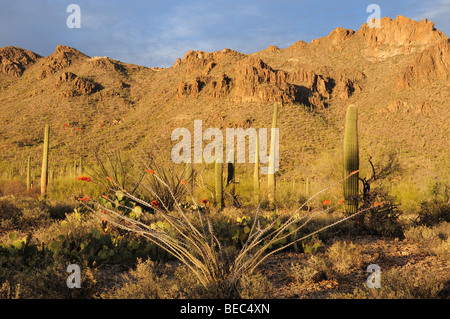 Cactus Saguaro (Carnegiea gigantea) stand de Tucson Mountain Park dans le désert de Sonora à Tucson, Arizona, USA, tandis qu'un ocotil Banque D'Images