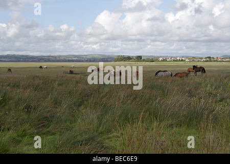 Troupeau de chevaux sauvages errant près de Crofty sur le marais de Llanrhidian sur la péninsule de Gower, pays de Galles Royaume-Uni bioviversité du paysage des marais salants côtiers gallois Banque D'Images