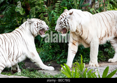 Portrait d'un couple de tigres blancs du Bengale Banque D'Images