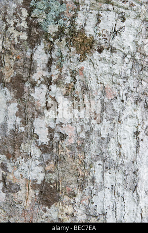 Kapokier (Ceiba pentandra) écorce de lichen Napo Wildlife Center Parc national Yasuni Forêt Amazonienne Equateur Banque D'Images