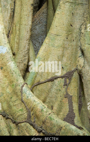 Figuier (Ficus sp.) tronc avec satellite termites Napo Wildlife Center Parc national Yasuni Forêt Amazonienne Equateur Banque D'Images