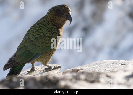 Kea (Nestor notabilis) à Mt Hutt, Nouvelle Zélande Banque D'Images