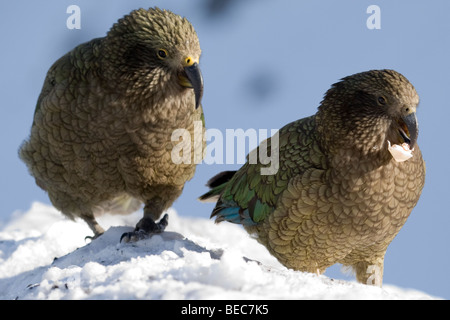 Kea (Nestor notabilis) paire se nourrissant de débris d'aliments à Mt Hutt, Nouvelle Zélande Banque D'Images