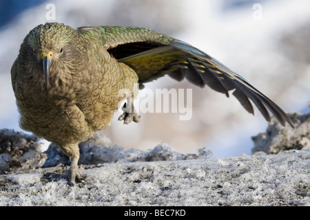 Kea (Nestor notabilis) étend ses ailes au Mt Hutt, Nouvelle Zélande Banque D'Images