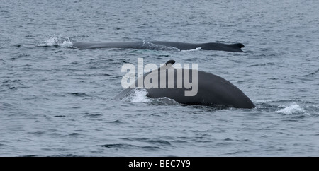 Les baleines à bosse une montrant et bosse dorsale natation dans l'océan Atlantique à Twillingate Terre-Neuve Banque D'Images