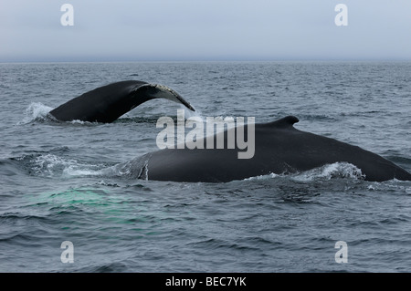 Close up de deux baleines à bosse qui se déplace à Twillingate Terre-Neuve montrant la nageoire dorsale et la queue Banque D'Images