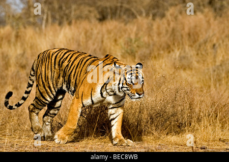 Déménagement tigre dans la réserve de tigres de Ranthambore Banque D'Images