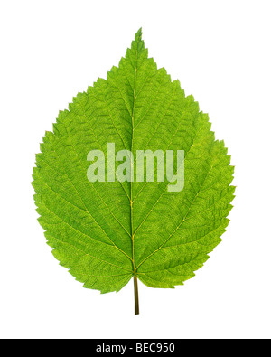 Vert feuille de bouleau isolated on white Banque D'Images